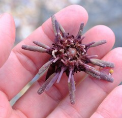 Phyllacanthus parvispinus