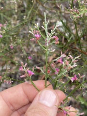 Jacksonia thesioides
