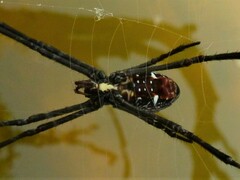 Argiope radon