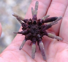 Phyllacanthus parvispinus