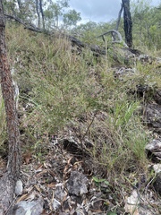 Jacksonia thesioides