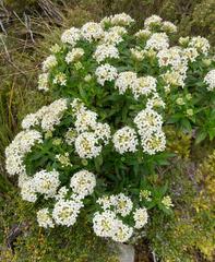 Pimelea longifolia