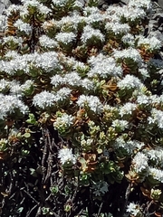 Veronica pinguifolia