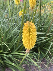 Kniphofia uvaria