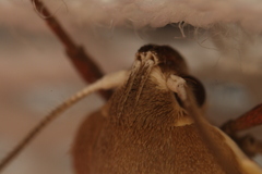 Ptyoptila matutinella