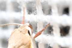 Ptyoptila matutinella