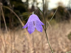 Campanula rotundifolia