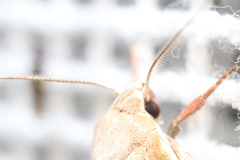 Ptyoptila matutinella