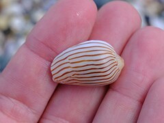 Amoria zebra