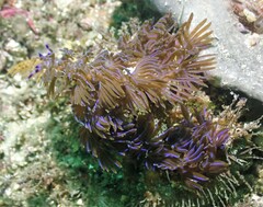 Pteraeolidia ianthina