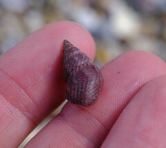 Phasianotrochus eximius