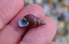 Phasianotrochus eximius