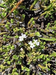 Veronica tetrasticha