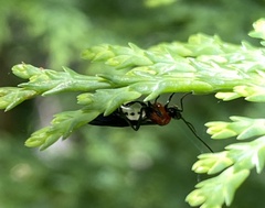 Callibracon capitator