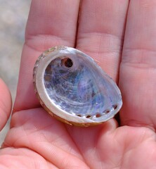 Haliotis coccoradiata