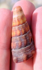Pyrazus ebeninus