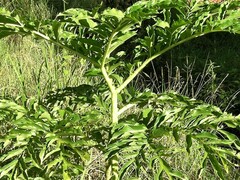 Amorphophallus paeoniifolius