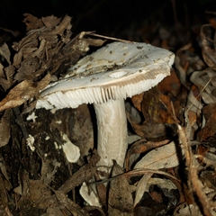 Amanita protecta