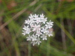 Trachymene incisa