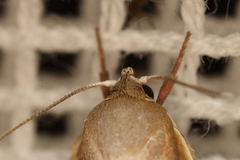 Ptyoptila matutinella