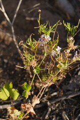 Pelargonium australe