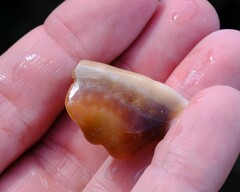 Lyncina vitellus
