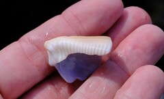 Lyncina vitellus