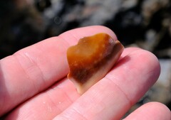 Lyncina vitellus