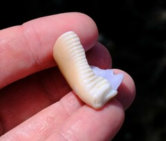 Lyncina vitellus