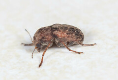 Araecerus