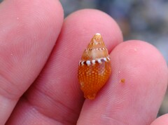 Pardalinops testudinaria
