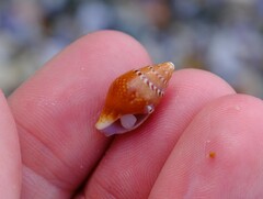 Pardalinops testudinaria