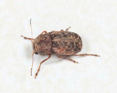 Araecerus