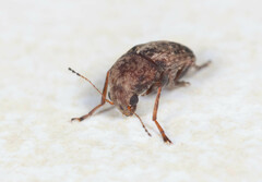 Araecerus