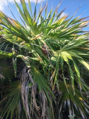 Thrinax radiata