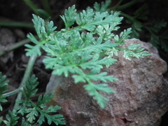 Cnidium monnieri