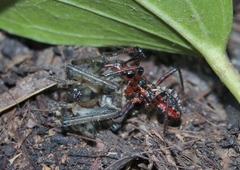 Rhynocoris rubricus