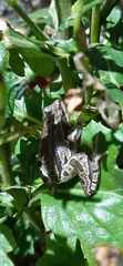 Hyla eximia
