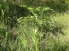 Amorphophallus paeoniifolius