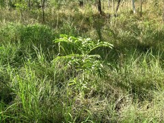 Amorphophallus paeoniifolius