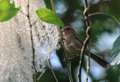 Sinosuthora webbiana bulomacha