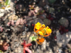Ornithogalum maculatum