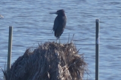 Egretta rufescens dickeyi