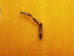 Thripidae