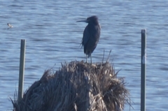 Egretta rufescens dickeyi