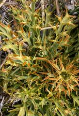 Aciphylla hookeri