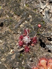 Drosera pygmaea