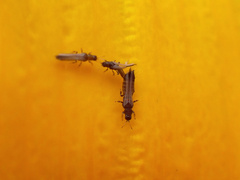 Thripidae