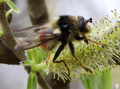 Criorhina bubulcus