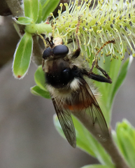 Criorhina bubulcus